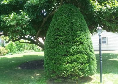 Hedge Grooming